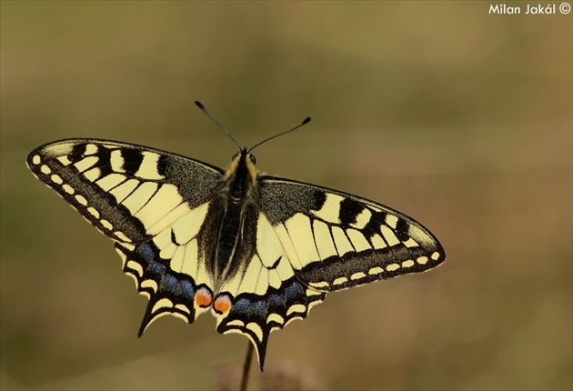 Vidlochvost feniklový (Papilio machaon)