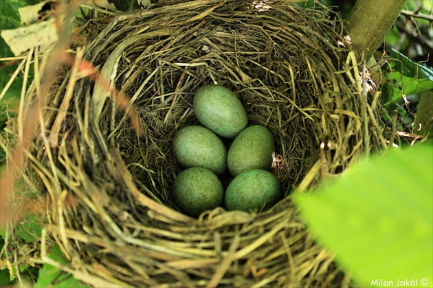 Vajíčka Turdus merula