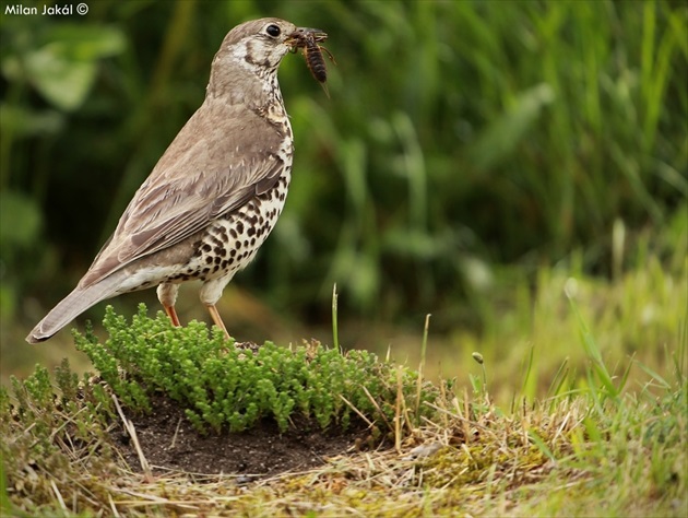 Drozd plavý (Turdus obscurus)