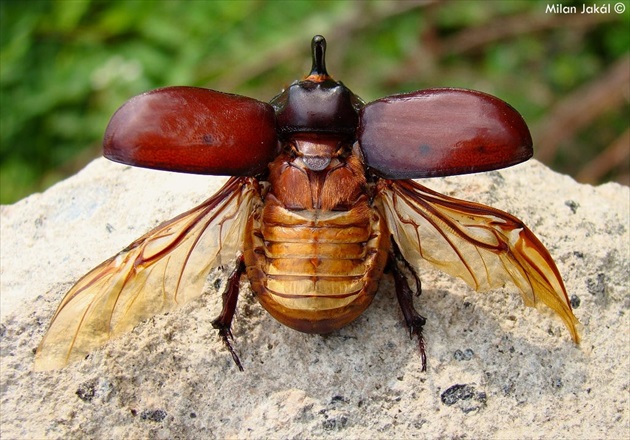 Nosorožtek obyčajný (Oryctes nasicornis)