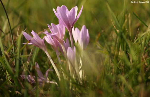 Jesienka obyčajná (Colchicum autumnale)