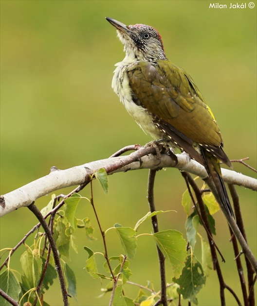 Žlna zelená (Picus viridis)