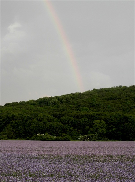 Dúha nad fialovým poľom