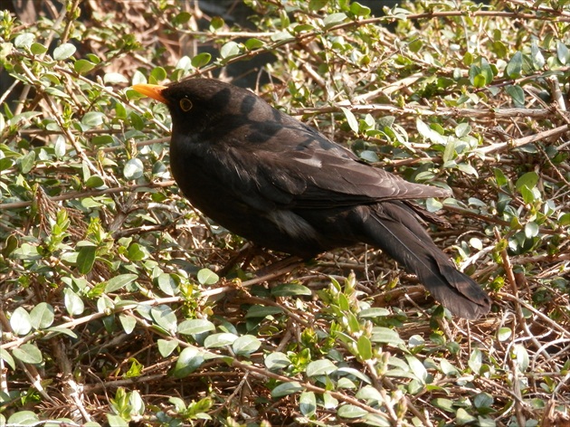 Drozd čierny (Turdus merula)