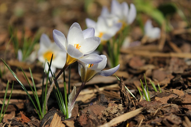 krokus