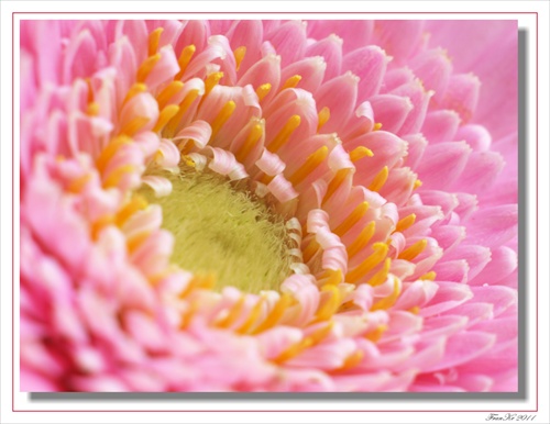 Gerbera II