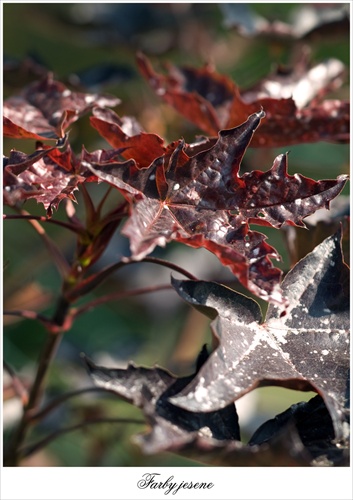 Colours of Autumn