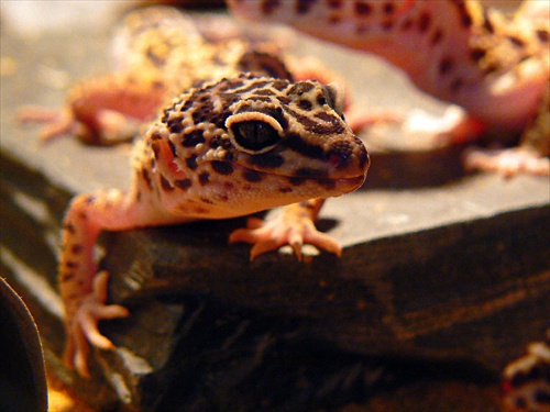 Leopard Gecko