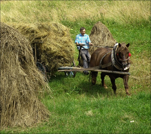 Zvážanie sena...