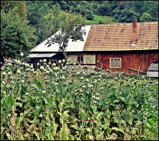 ..z terchovských kopaníc..