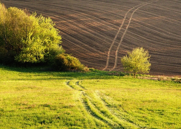 cestička jarou