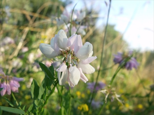 White flover