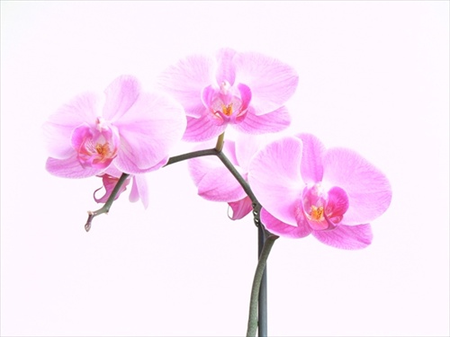 orchidea