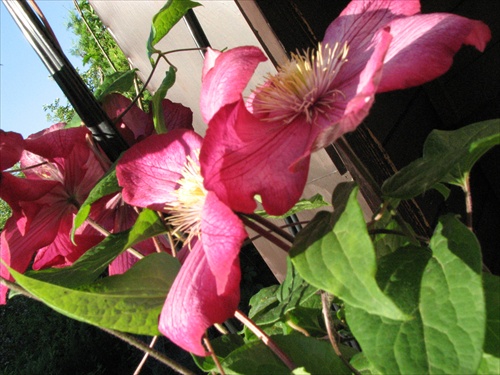 Clematis