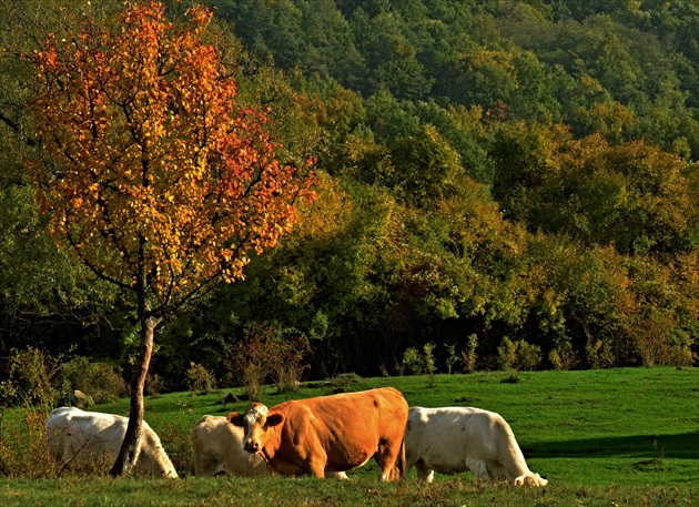 Jesenná idylka na dedine.