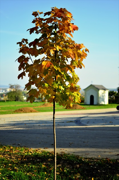 Farebná symfónia.