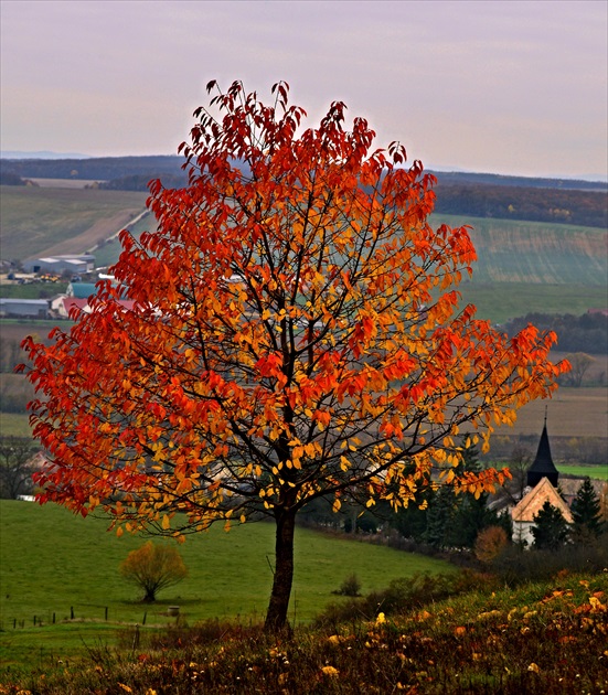 Najfarebnejší strom.