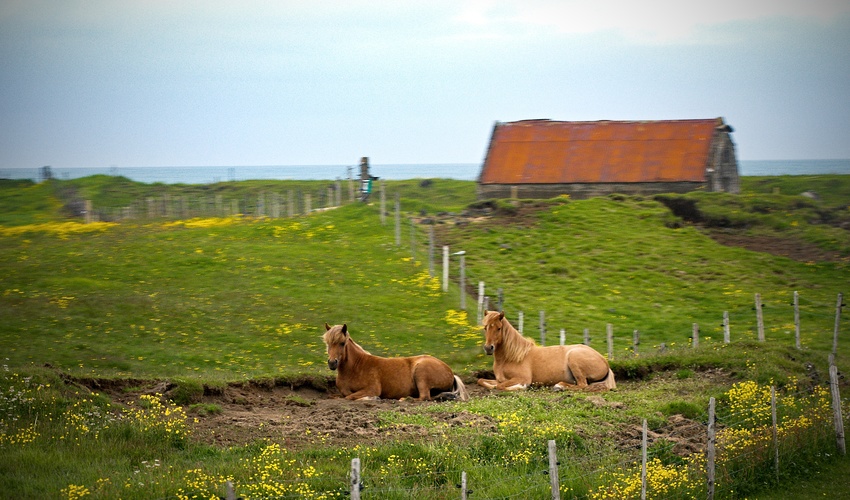 Islandské koníky