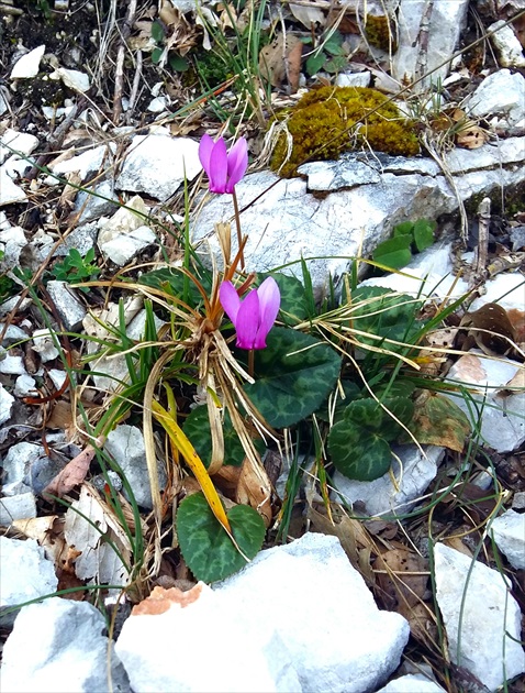 Cyclamen purpurascens  Mill