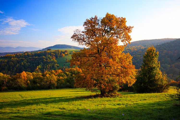 🌳 🍂