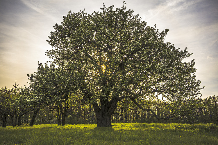 ☀️🌳