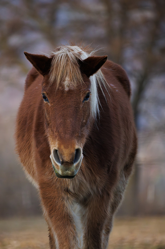 🐴