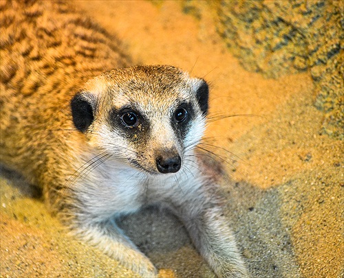 Surikata v Zoo Bojnice