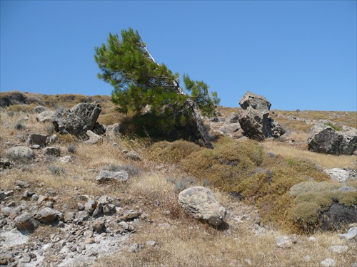 Lesbos - Skamenelý les- Pertified Forest