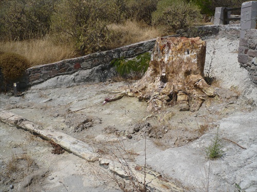 Lesbos - Skamenelý les- Pertified Forest