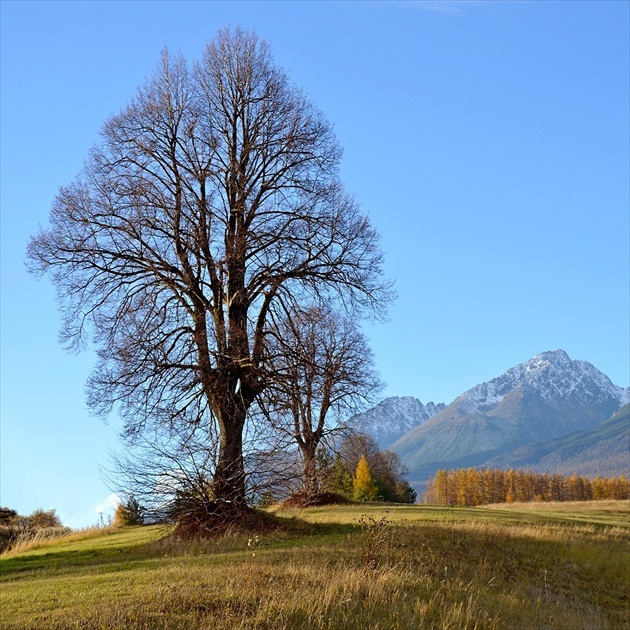 Strom poznania