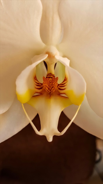 Orchidea