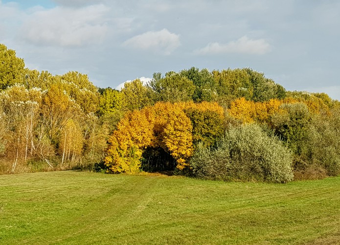 Tunel z lístia