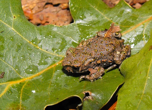 Žabka II.