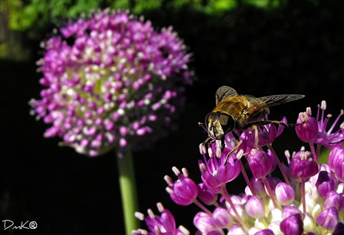 """ BEE ON ONION """