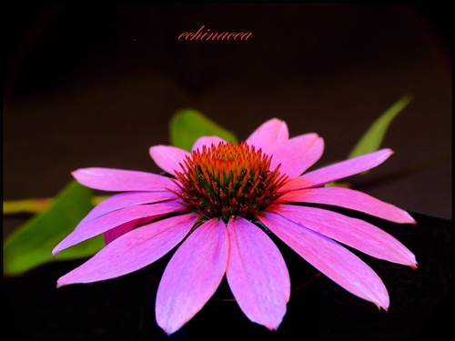 echinacea