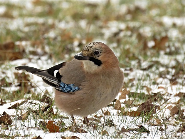 Garrulus glandarius -sojka škriekavá