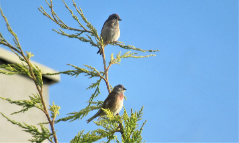 on a ona - Carduelis cannabina