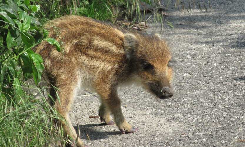 jún, noví obyvatelia Bratislavskej divočiny