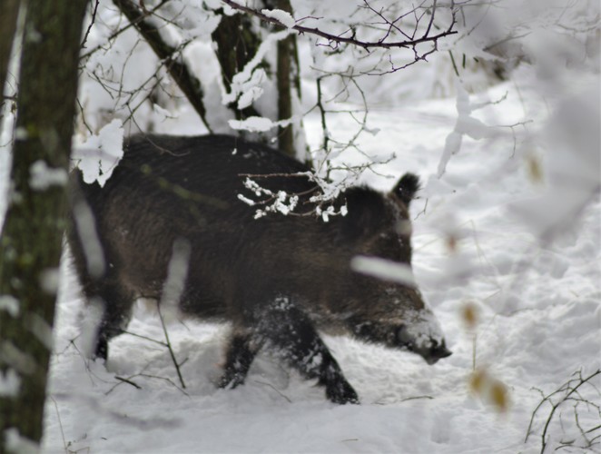 opustené bratislavské vinohrady 2 - radosť z prvého snehu 