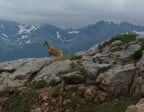 Picos de Europa,Cantabria,Spanielsko