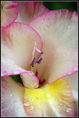 Gladiola