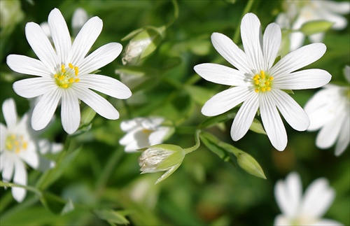 Stellaria holostea L.