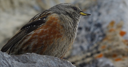 Prunella collaris