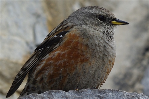 Prunella collaris