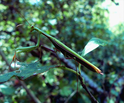 Perfektné maskovanie (Mantis religiosa??)