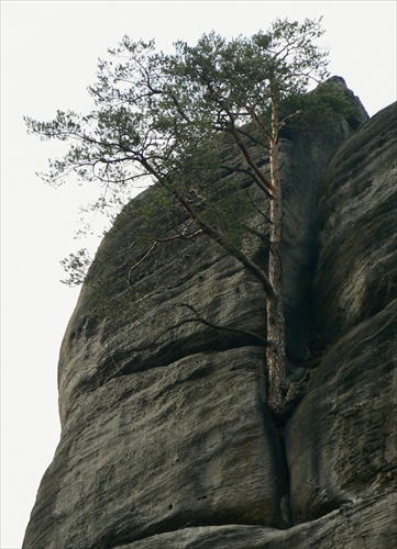 Sila koreňov  I