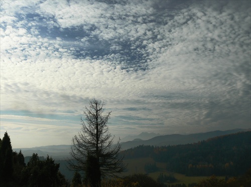 Červený smrek, v jeseni