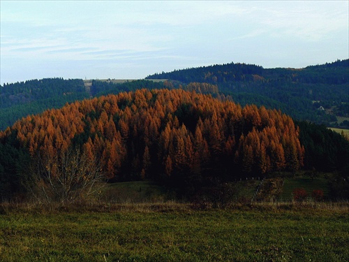 Ihličnany v jeseni  II