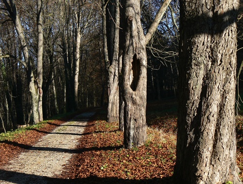 Chorý, a predsa žije