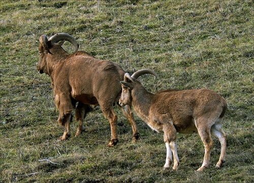 Tandem, nerozlučný